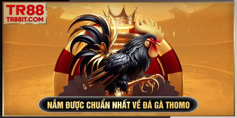 Nắm được chuẩn nhất về đá gà Thomo