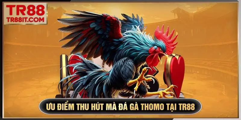 Ưu điểm thu hút mà đá gà Thomo tại TR88
